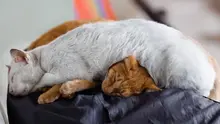 Ilustrasi kucing tidur.