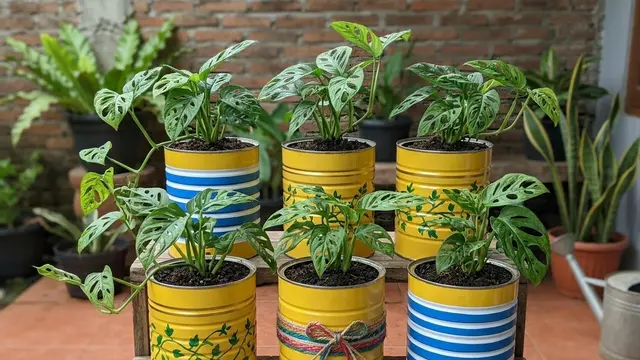 Ide Kaleng Susu Bekas Jadi Pot Tanaman Hias Model Bermotif Garis untuk Janda Bolong