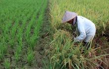 Manfaatkan Teknologi Berbasis AI dan Big Data untuk Dukung Produktivias Pertanian