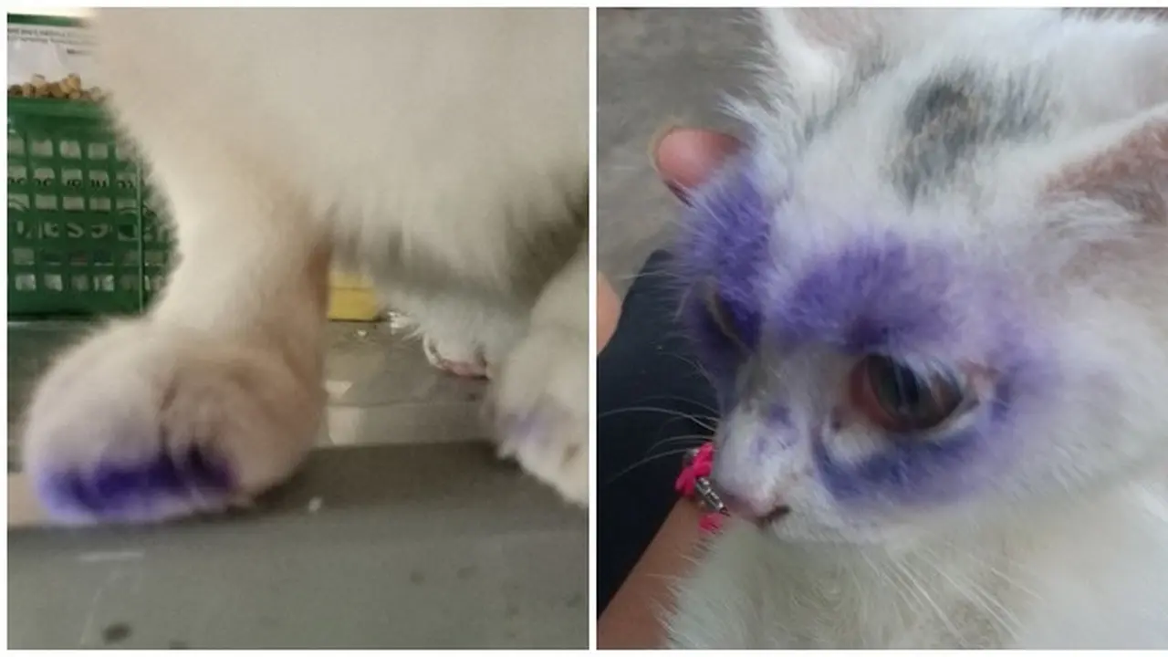 6 Potret Kucing Kena Tinta Pemilu Ini Bikin Tepuk Jidat, Ada Saja Tingkahnya