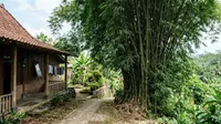 7 Tanaman yang Sebaiknya Tidak Ditanam di Dekat Rumah agar Terhindar dari Kerusakan
