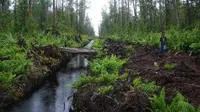 Sekat kanal lahan gambut yang ada di Kabupaten Muarojambi, Provinsi Jambi. (Liputan6.com/B Santoso)