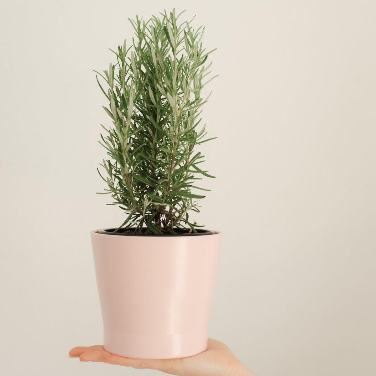 ilustrasi rosemary