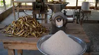 Cara Membuat Tepung Ikan untuk Pakan Ternak Ayam, Hemat Biaya dan Kaya Nutrisi