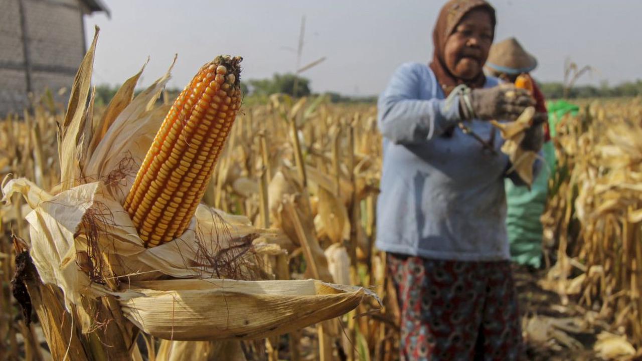 Harga Jual Gabah dan Jagung di Tingkat Petani Naik Jadi Rp500 Per Kg