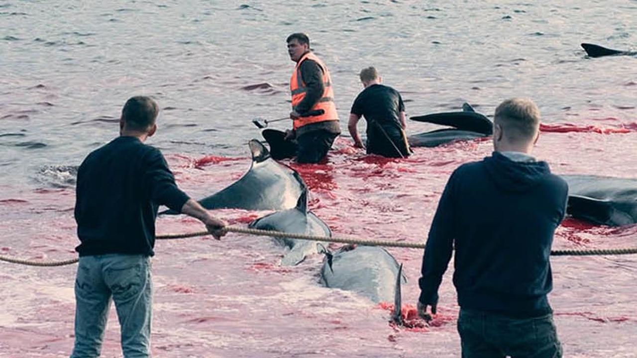 Sejumlah foto yang dirilis Sea Shepherd UK memperlihatkan bagaimana cara pemburu menangkap dan menghasbisi kawanan lumba-lumba tersebut.
