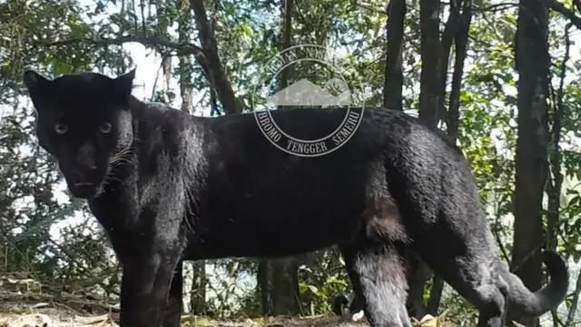 Puluhan Ekor Macan Tutul Hitam Terpantau di Hutan Gunung Semeru Bromo