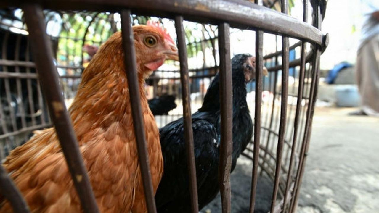 Antisipasi flu burung, kandang unggas di bantaran Ciliwung dibongkar