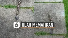 Nampak ular ini terlihat seperti ulat bulu. Namun ternyata memiliki racun yang sangat dahsyat.