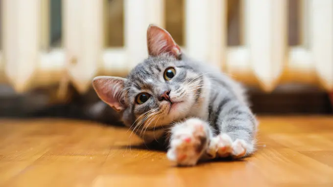 Kucing Mendadak Malas Main, 5 Hal Ini Bisa Jadi Penyebabnya