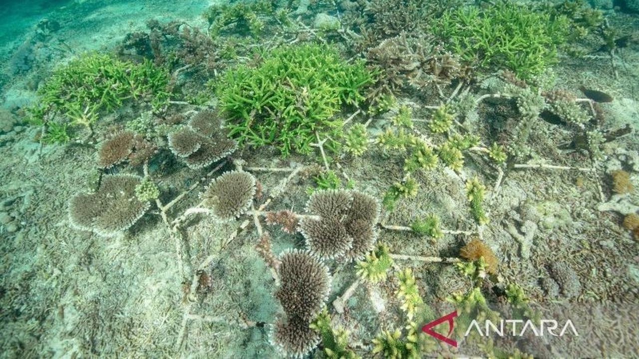 Pemerintah Genjot Konservasi Terumbu Karang Melalui Pengalihan Utang Rp588 Miliar