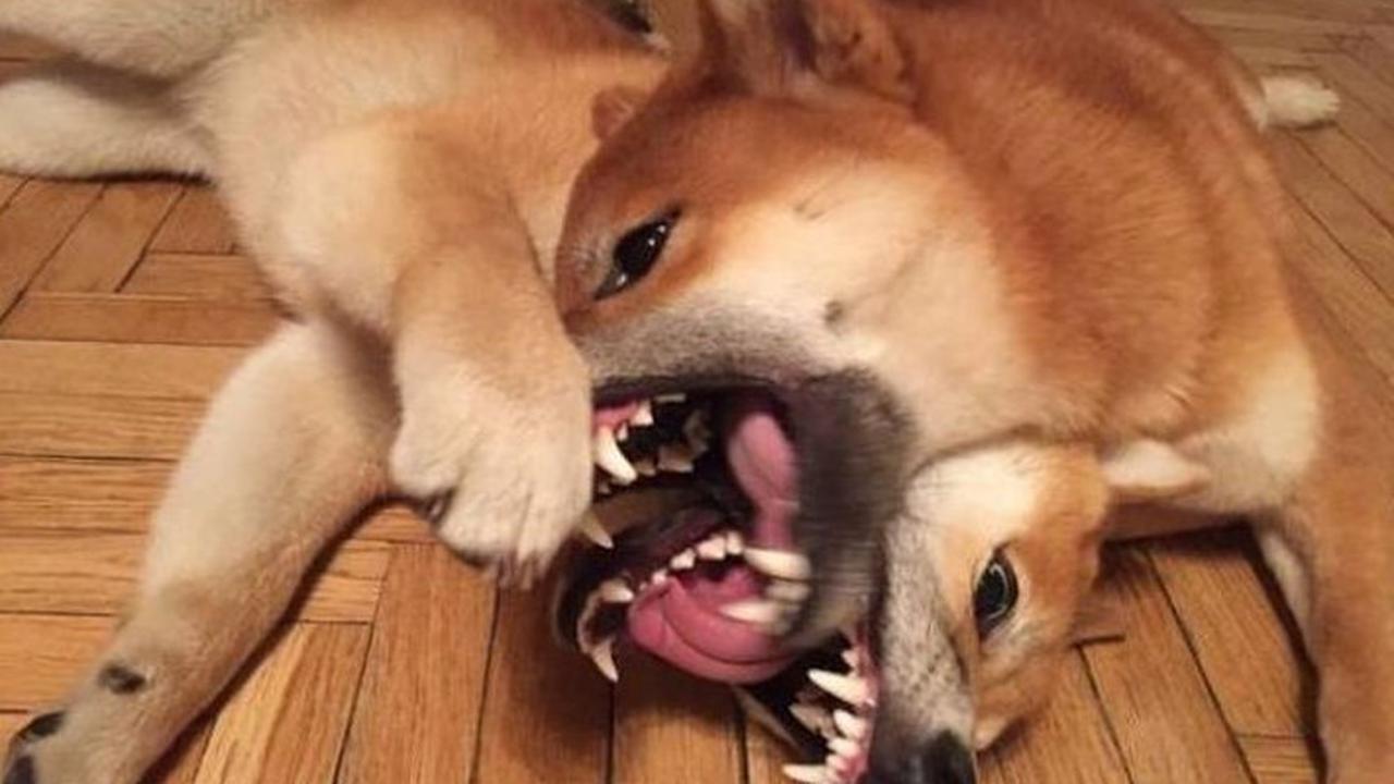 8 Potret Ini Mesti Dilihat Dua Kali Biar Tidak Bingung