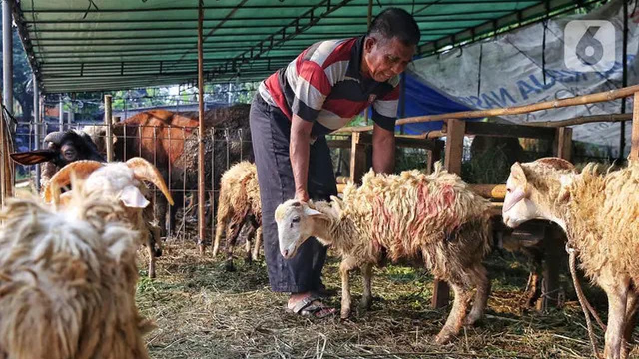 Jelang Idul Adha 1446 Hijriah, Penjualan Hewan Kurban Marak di Jakarta