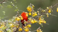 Spesies burung 'scarlet honeykeeper' (Cred: Photo Resource Hawaii/Alamy)