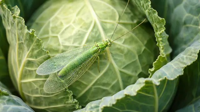 lacewing
