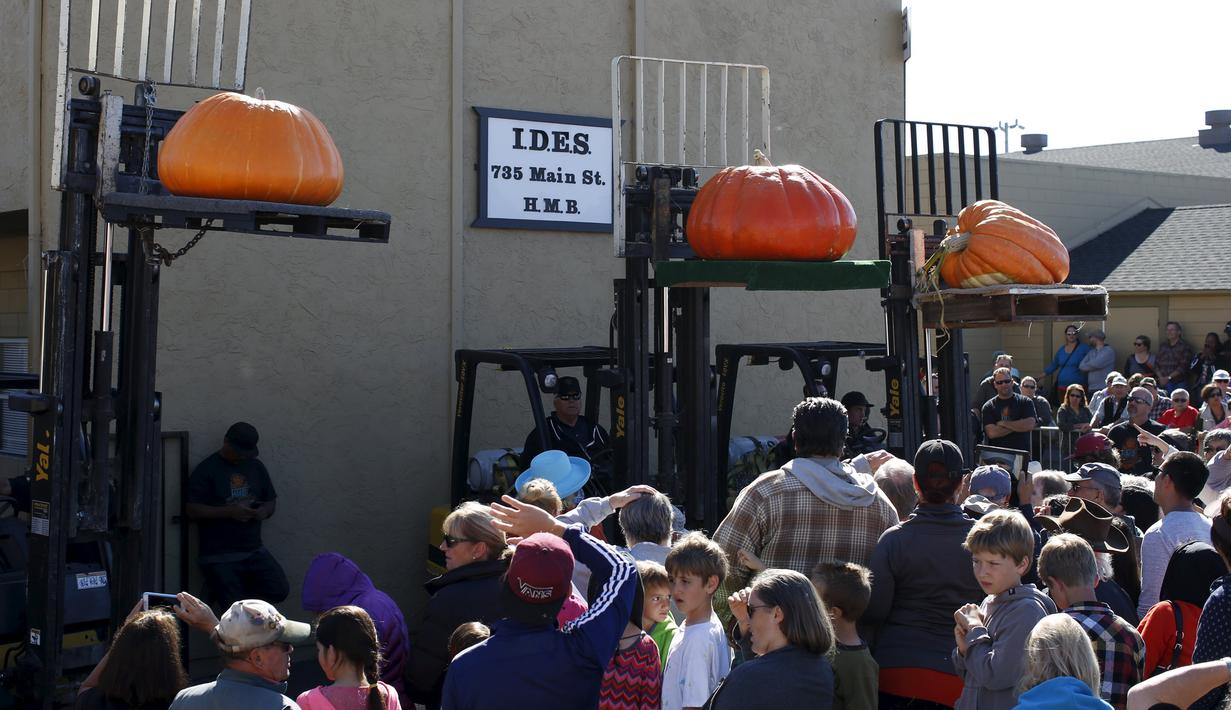 Tiga labu raksasa diikutkan pada perlombaan tahunan Safeway World Championship Pumpkin Weigh-Off yang ke-42 di Half Moon Bay, California, Senin (12/10/2015). Acara tahunan tersebut memperlombakan hasil panen berupa labu raksasa. (REUTERS/Stephen Lam)