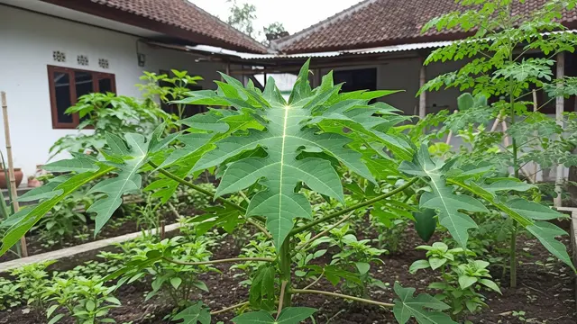 14 Jenis Sayuran Kampung yang Mudah Ditanam dan Jarang Dijual di Pasar