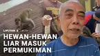 Sejumlah hewan liar secara bersamaan masuk ke permukiman warga di sejumlah wilayah. Mulai dari babi hutan, ular piton raksasa, hingga kawanan monyet liar yang menyerang warga.