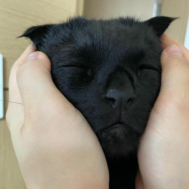 Tak Selalu Seram, 7 Tingkah Kucing Hitam ini Justru Menggemaskan