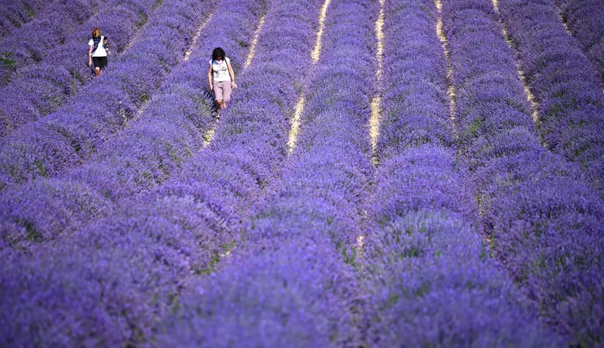 Dua wanita berjalan di ladang lavender di Sale San Giovanni, Cuneo, Italia, 29 Juni 2021. Bunga lavender bermekaran menyajikan pemandangan yang indah. (MARCO BERTORELLO/AFP)