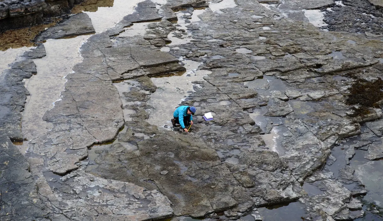 Ilmuwan meneliti jejak kaki dinosaurus yang berasal dari 170 juta tahun di Isle of Skye, Skotlandia, Senin (2/4). Sebagian besar puluhan jejak itu dibuat oleh kerabat tua dari T Rex yang berukuran hingga 1,8 meter (HANDOUT/THE UNIVERSITY OF EDINBURGH/AFP)