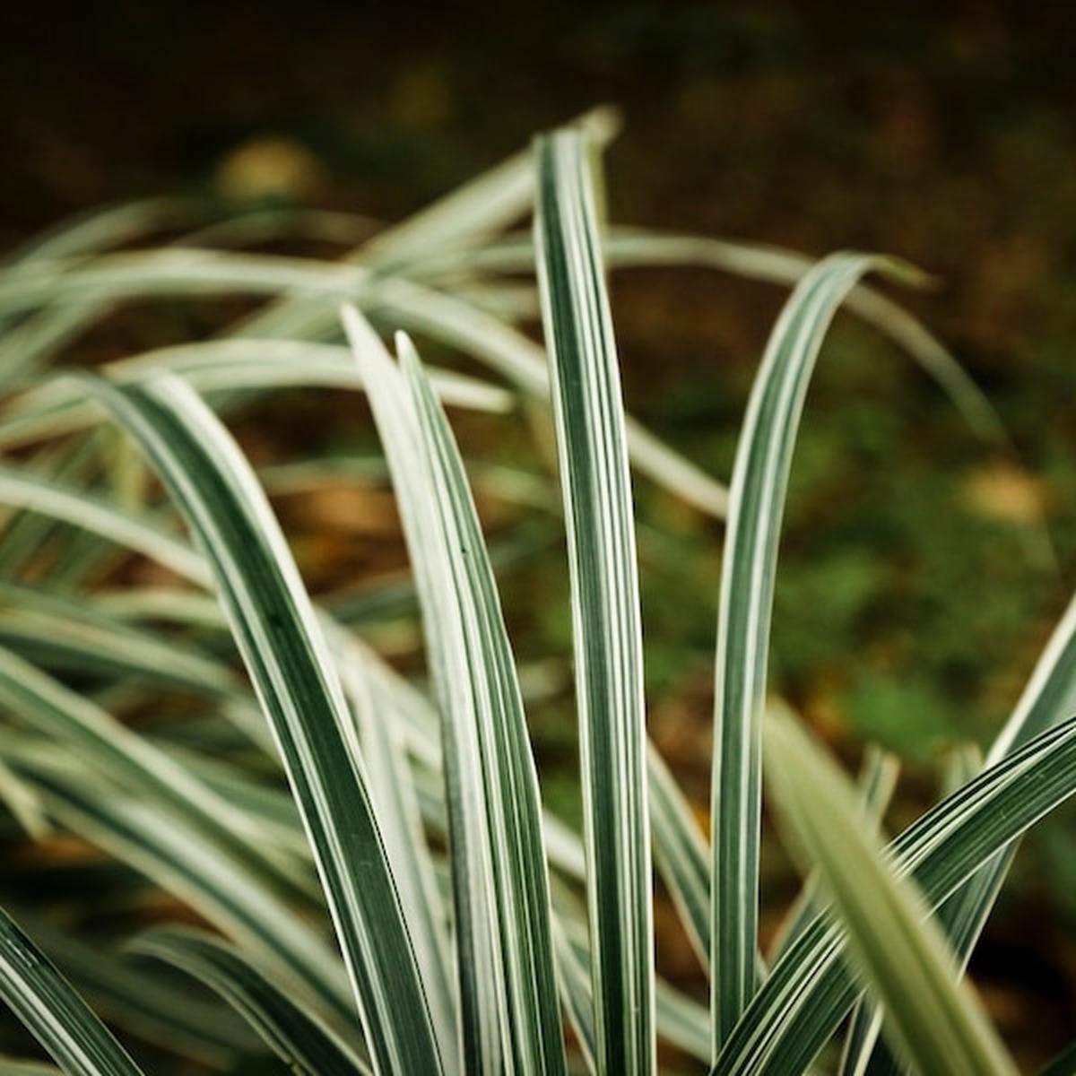Parfum pria