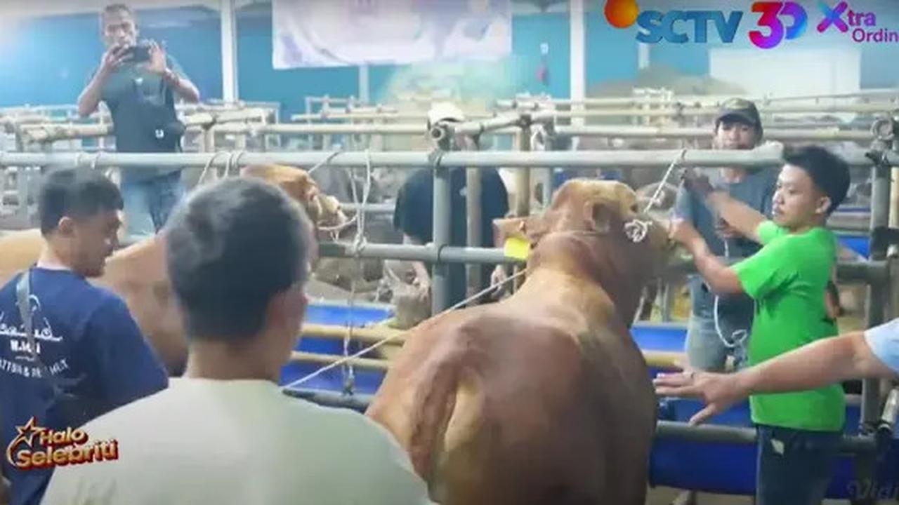 5 Potret Lesti Kejora dan Rizky Billar Bingung Beri Nama 4 Sapi Kurban untuk Hari Raya Idul Adha 2025