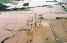 Ribuan Hektare Sawah Dipulihkan, Jamin Ketahanan Pangan Wilayah Terdampak