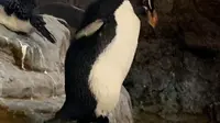 Pakai Sepasang Sepatu, Penguin di Kebun Binatang AS Jadi Pusat Perhatian