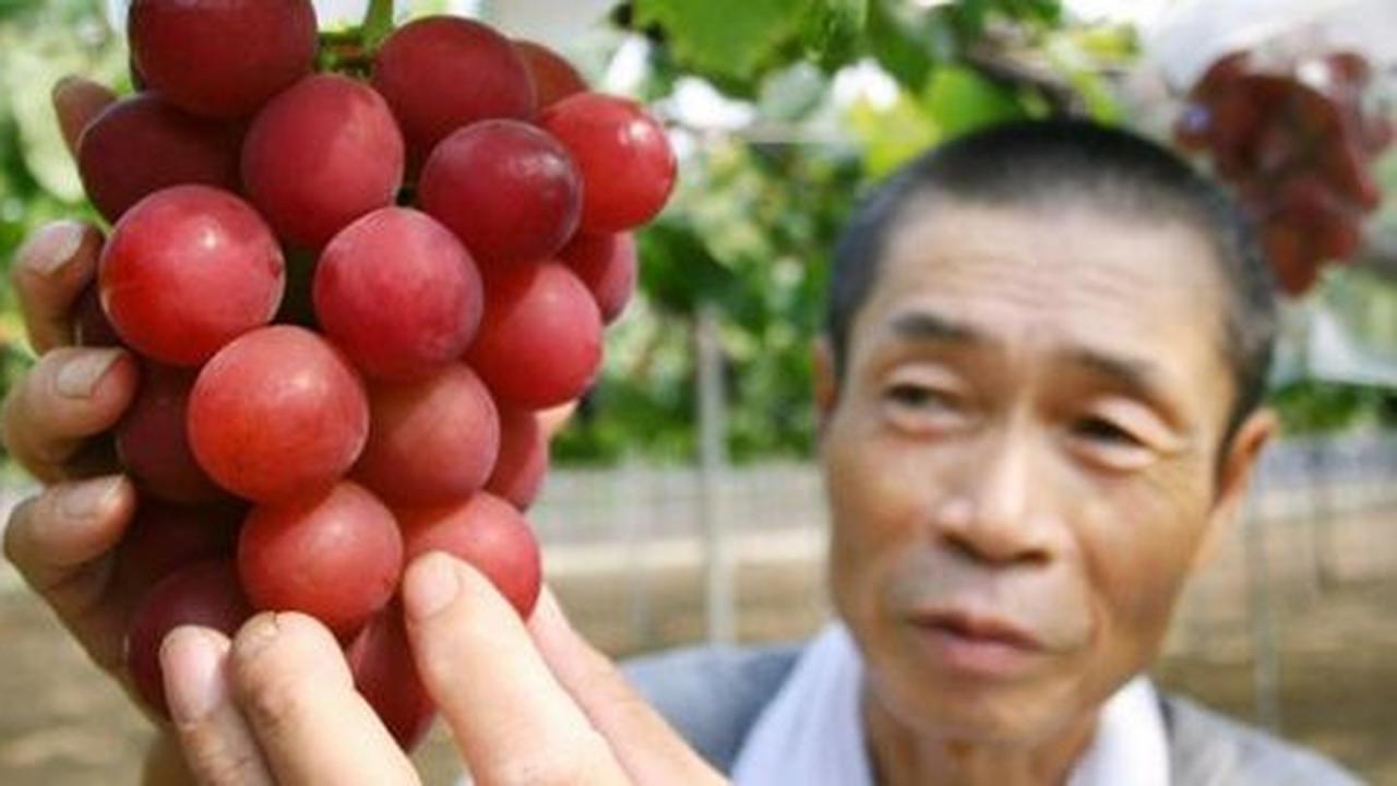 Jepang sukses bikin anggur super, satu bijinya dijual Rp 4,1 juta