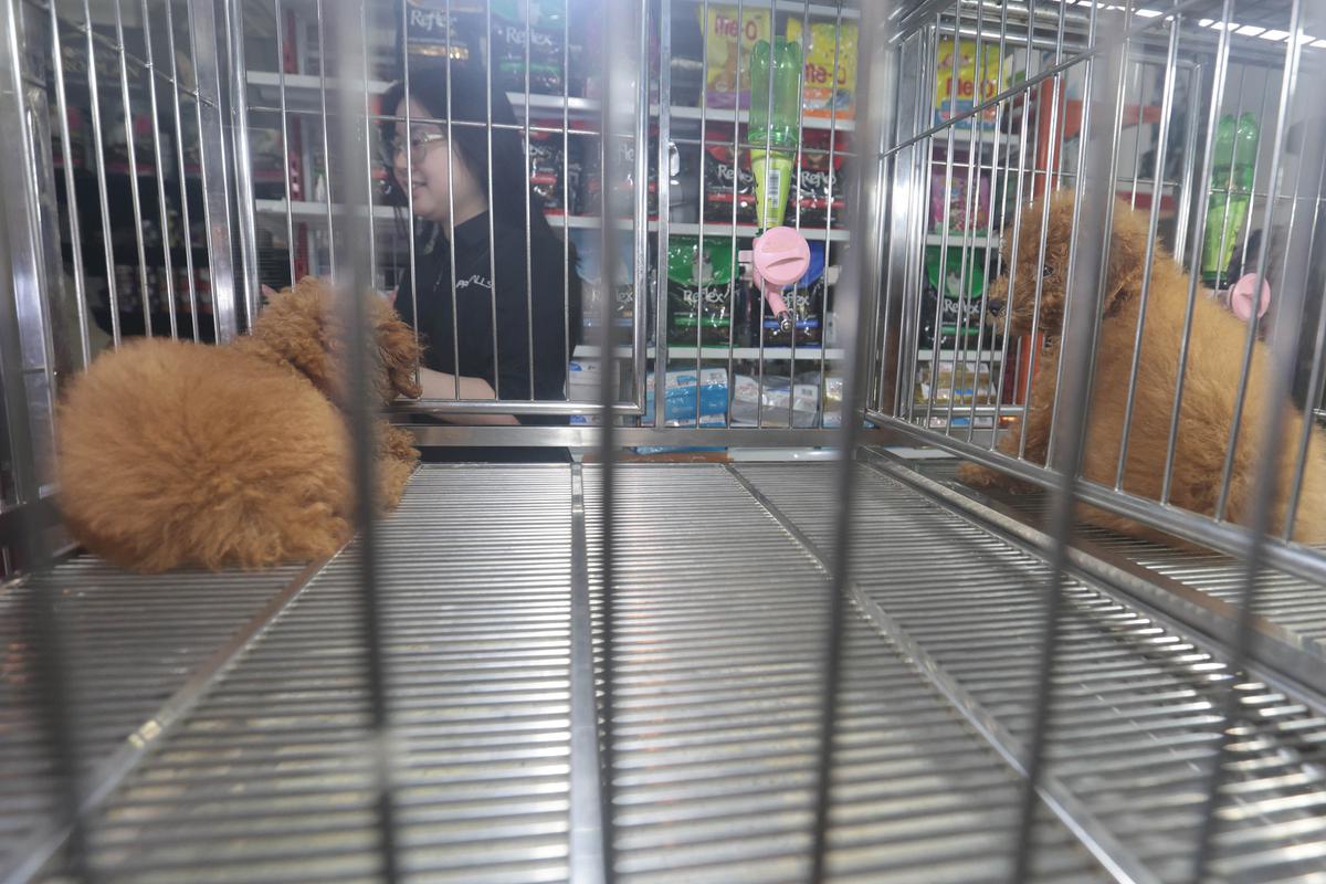 Cukur Bulu hingga Mandi Hewan Jadi Cuan Bisnis Pet Shop