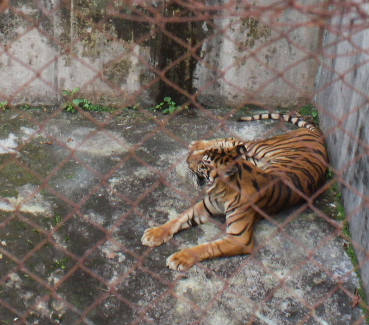 Kehidupan harimau Sumatera di Medan Zoo, Medan, Sumatera Utara, tengah menjadi sorotan setelah tiga ekor satwa asli Indonesia itu mati dalam waktu dua bulan pada akhir tahun 2023 lalu.&nbsp;