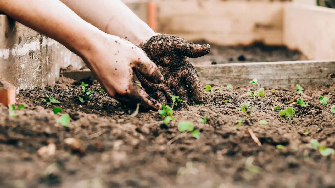 Gardening