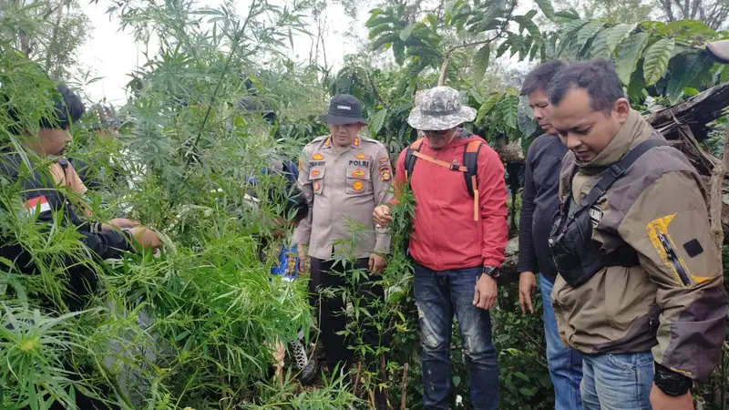 Warga Lahat Tanam Ganja di Kebun Kopi Seluas 1,5 Hektare