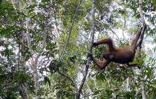Menjelajahi Habitat dan Tantangan Konservasi Orang Utan Kalimantan di Taman Nasional Tanjung Puting