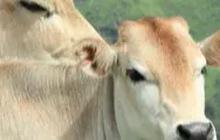 Indonesia Bakal Impor Sapi dan Kedelai dari Afrika Selatan