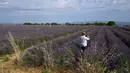 Warna ungu tua yang mencirikan ladang lavender bersatu apik dengan birunya langit nan cerah serta hijaunya rumput dan pepohonan. (Nicolas TUCAT / AFP)