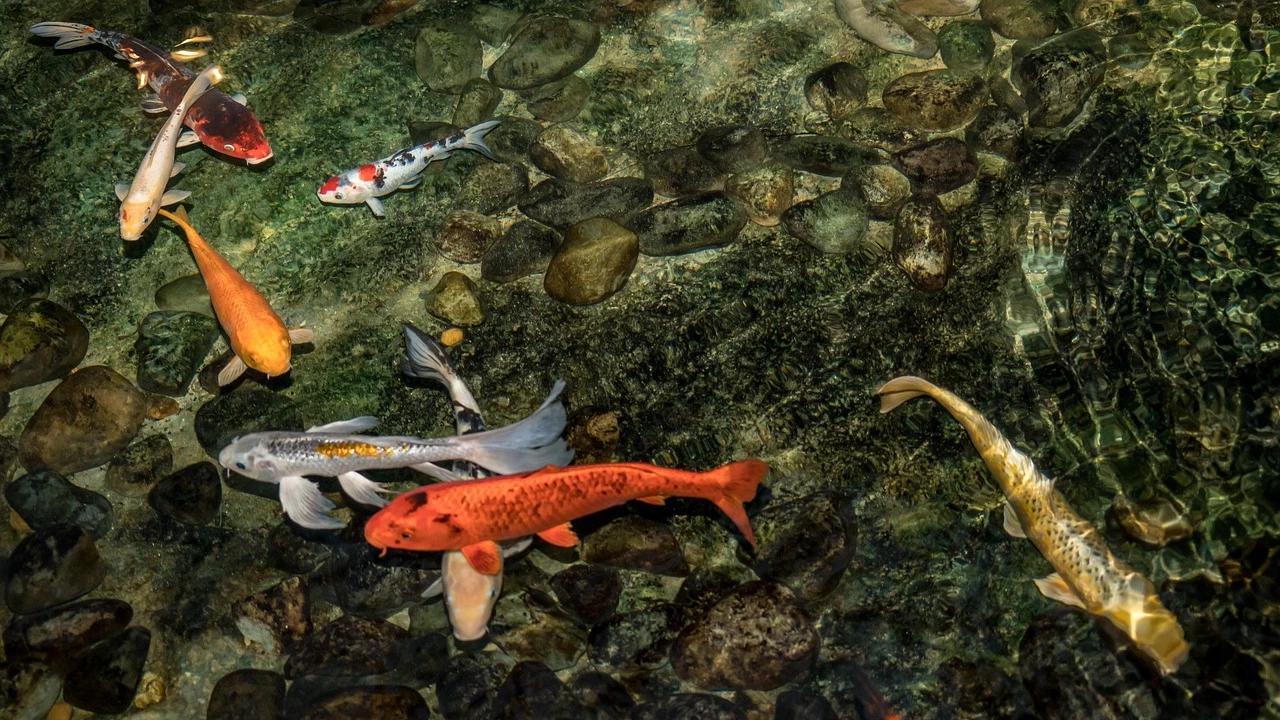 8 Tips Supaya Kolam Ikan Tidak Didatangi Katak Pengganggu, Mudah Dipraktikkan