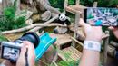 Panda raksasa Yi Yi jadi objek foto pengunjung Kebun Binatang Nasional Malaysia, Selasa (14/1/2020). Orangtua Yi Yi, Xing Xing dan Liang Liang, tiba di Malaysia pada tahun 2014 lalu. (Xinhua/Zhu Wei)