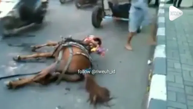Akibat tersandung sesuatu di jalan, seekor kuda pingsan di jalanan hingga harus digotong warga.
