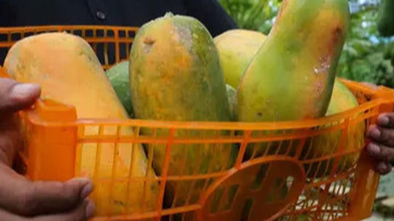 Mau Kolesterol dan Gula Darah Stabil? Konsumsi Pepaya Setelah Makan Siang