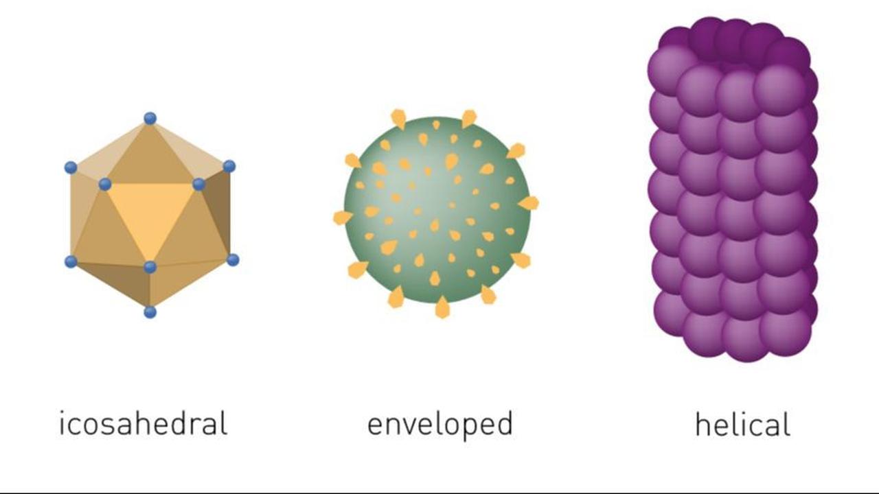 <b>Bentuk Virus</b><br>