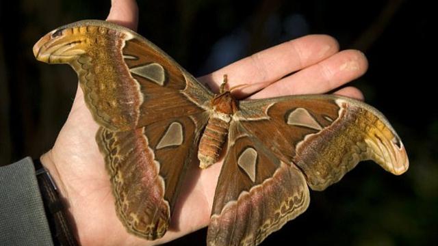 8 Serangga Ini Melegenda Karena Ukuran dan Racun Mereka