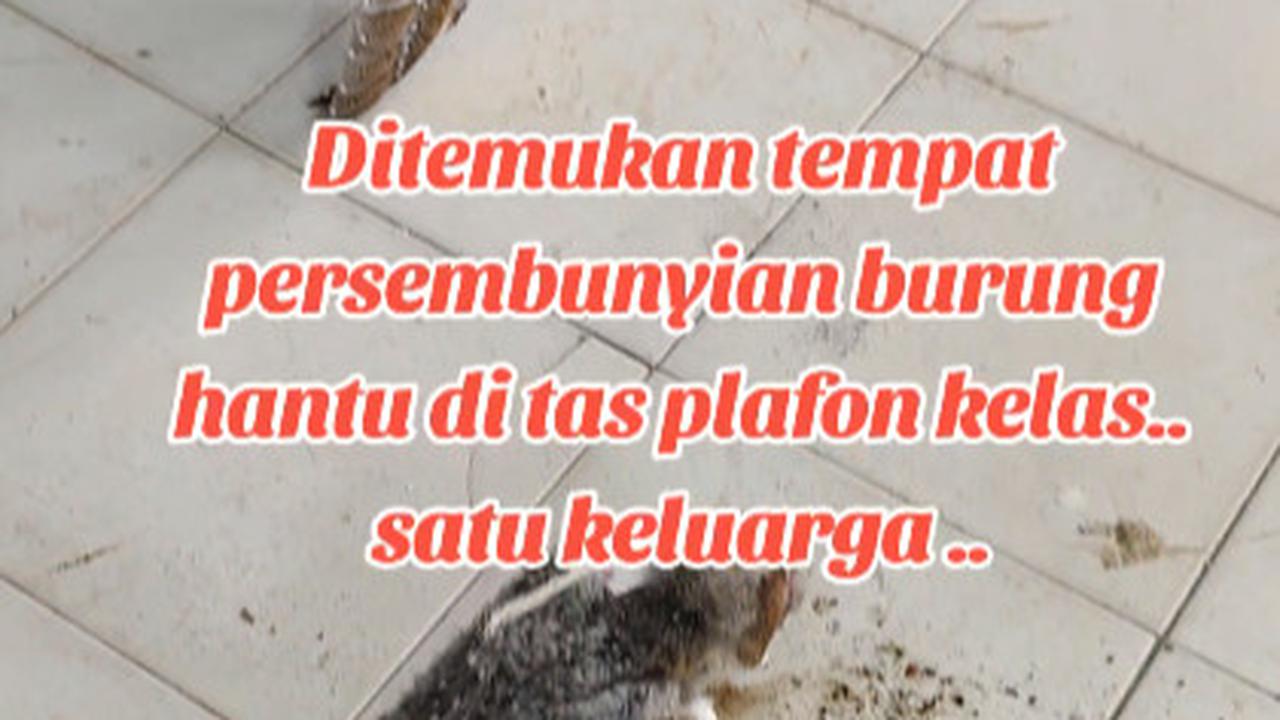 Viral Penemuan 10 Ekor Burung Hantu di Atap Kelas, Curi Perhatian