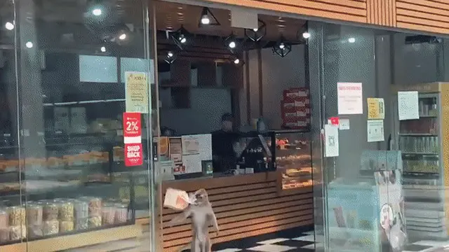 Aksi Monyet Nakal Curi Roti di Toko Roti Ini Curi Perhatian, Lihai Banget