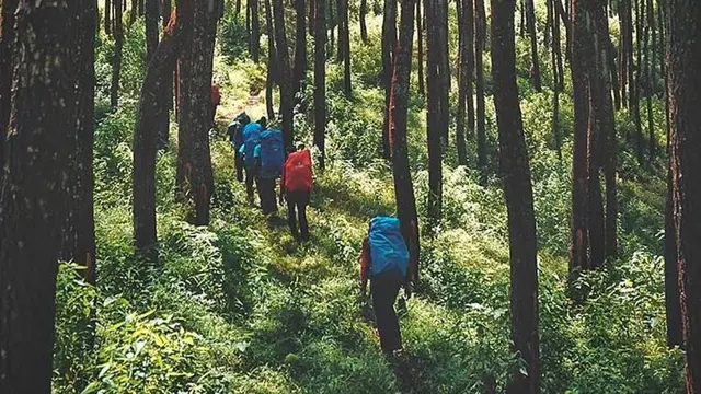 Hutan Pinus Gunung Gedugan di Bandung Barat https://www.instagram.com/p/BhVtxyTgtQC/?igsh=MWNzNmYwMXQwOWlr
