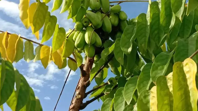 Daun Belimbing Wuluh