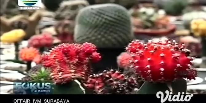 VIDEO: Kaktus Siklam, Si Cantik Berduri Tajam yang Memikat Pecinta Tanaman