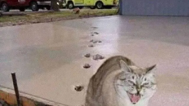 6 Tingkah Kucing Jalan Santai di Atas Cor Basah Ini Bikin Kuli Bangunan Meringis