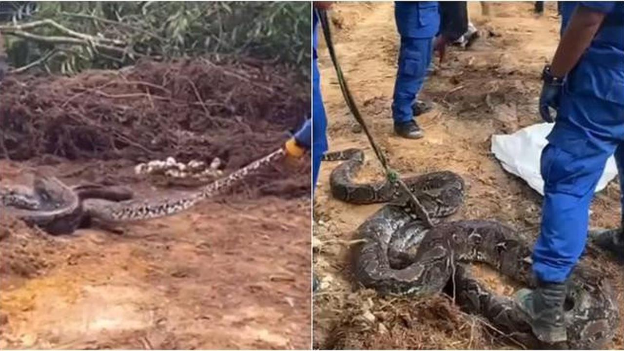 Pertahanan Diri Dasar saat Bertemu Anakan Ular di Rumah, Langkah agar Tetap Terkendali